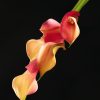 Calla Lily Tangle by Nicki French